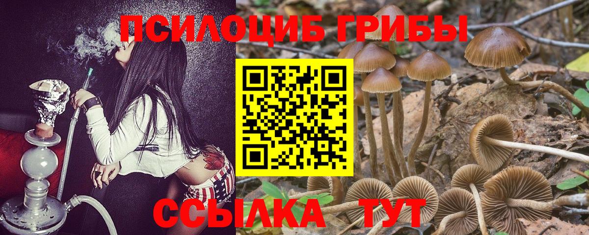 сколько стоит  Галлюциногенные грибы Psilocybine cubensis  Алатырь  Вход с VPN  Галлюциногенные грибы мухоморы 